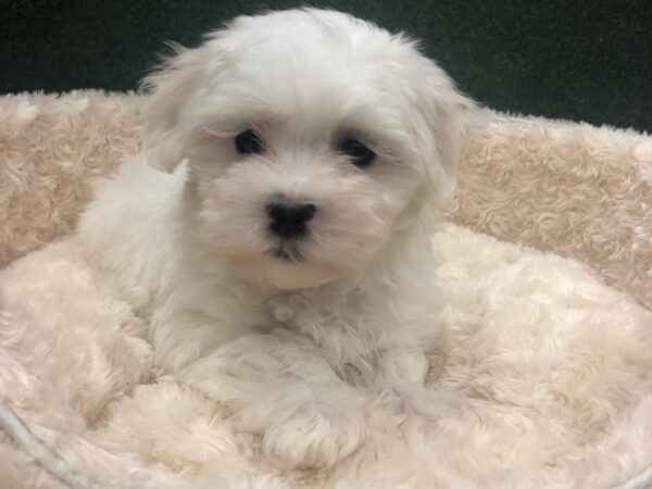 Maltese DOG Male White 8620 Petland San Antonio, TX