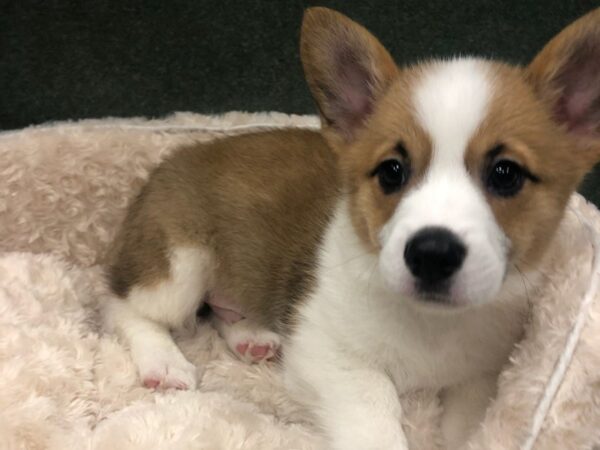 Pembroke Welsh Corgi DOG Male Sable & White 8621 Petland San Antonio, TX