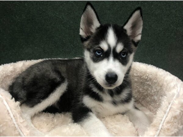 Siberian Husky DOG Male Black & White 8622 Petland San Antonio, TX