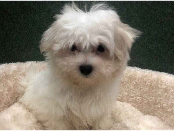 Maltese DOG Male White 8623 Petland San Antonio, TX