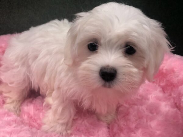 Maltese-DOG-Female-White-8624-Petland San Antonio, TX