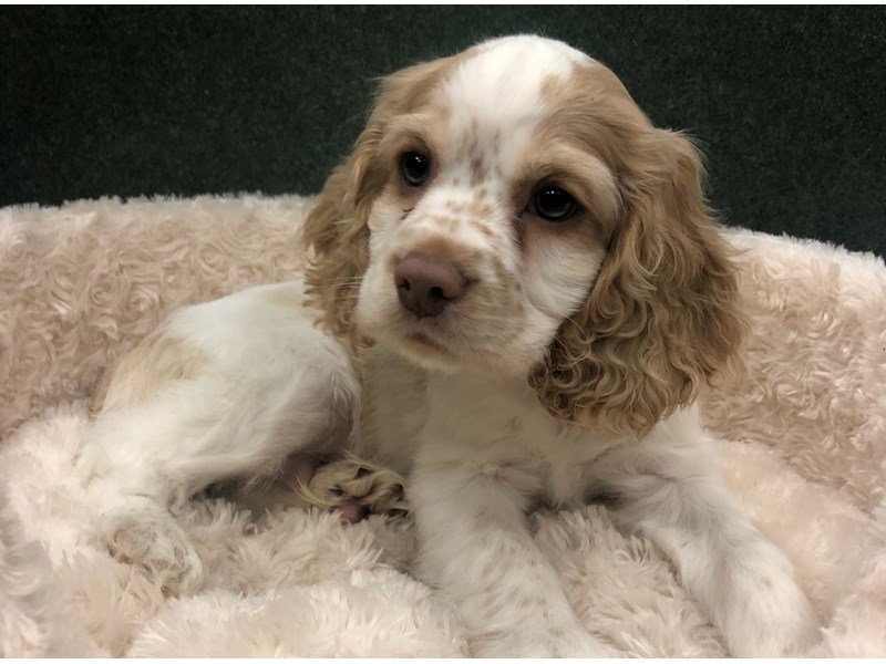 Cocker Spaniel Puppy Buff & White ID:8625 Located at Petland San Antonio, TX