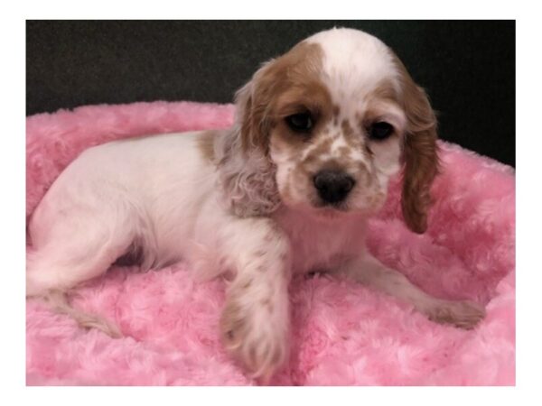 Cocker Spaniel DOG Female Buff & White 8626 Petland San Antonio, TX