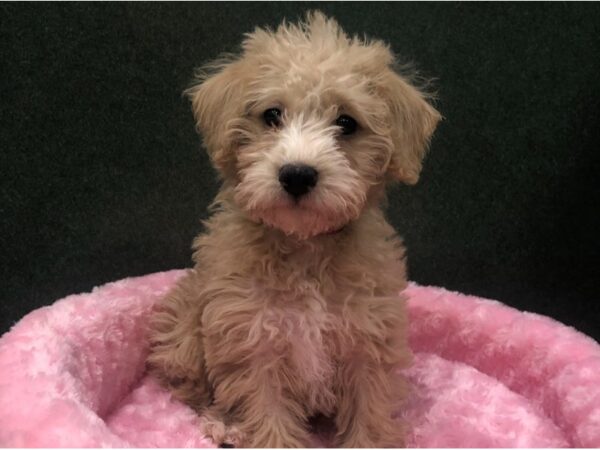 Miniature Schnoodle DOG Female Apricot 8616 Petland San Antonio, TX