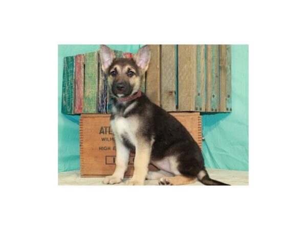 German Shepherd-DOG-Female-Black & Tan-8617-Petland San Antonio, TX