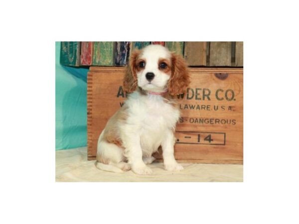Cavalier King Charles Spaniel-DOG-Female-Blenheim-8615-Petland San Antonio, TX