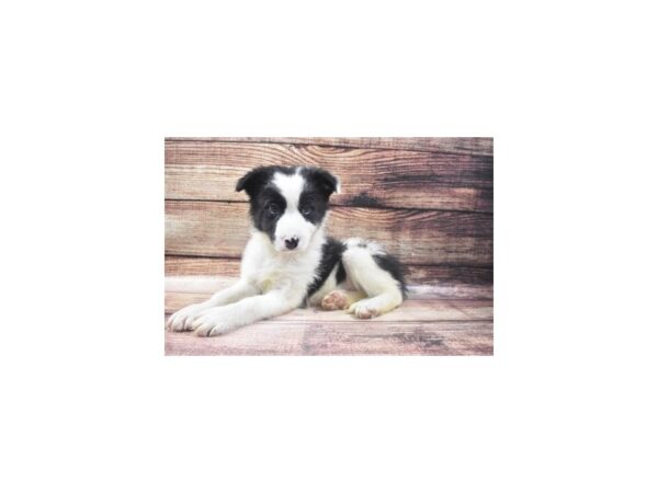 Border Collie-DOG-Male-Black and White-5493-Petland San Antonio, TX