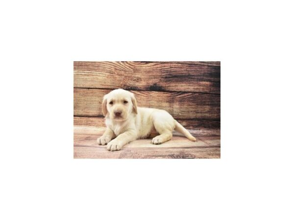 Labrador Retriever DOG Female Yellow 5496 Petland San Antonio, TX