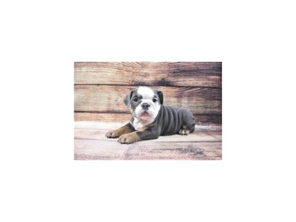 English Bulldog-DOG-Female-Blue and Tan-5495-Petland San Antonio, TX