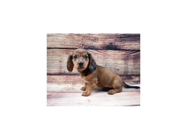 Dachshund DOG Male Red 5494 Petland San Antonio, TX