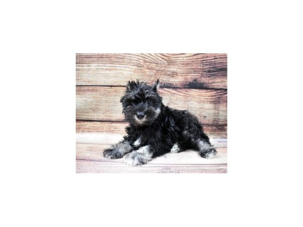 Miniature Schnauzer-DOG-Female-Black and Silver-5497-Petland San Antonio, TX