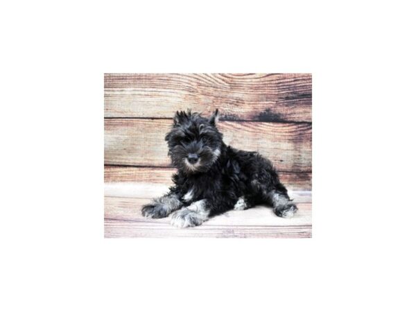 Miniature Schnauzer DOG Female Black and Silver 5497 Petland San Antonio, TX