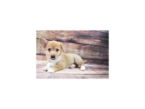 Pembroke Welsh Corgi DOG Male Red 5498 Petland San Antonio, TX