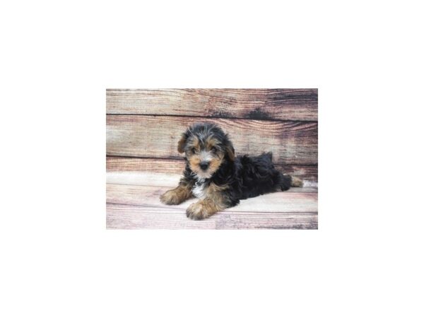 Yorkshire Terrier-DOG-Male-Black and Tan-5500-Petland San Antonio, TX