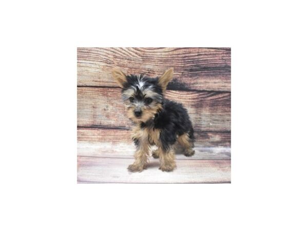 Yorkshire Terrier-DOG-Female-Black and Tan-5501-Petland San Antonio, TX
