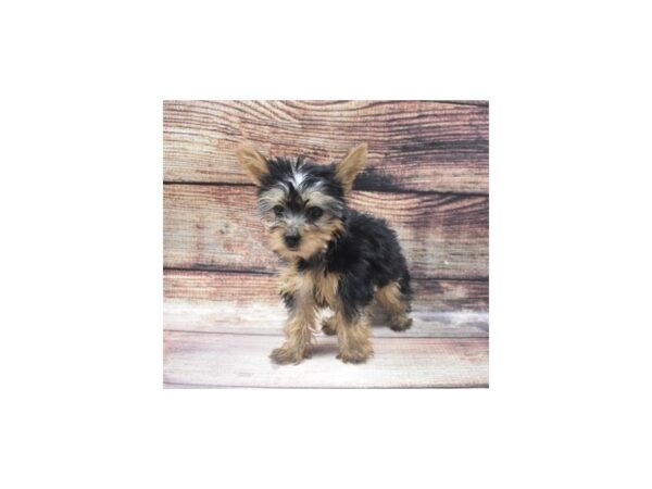 Yorkshire Terrier DOG Female Black and Tan 5501 Petland San Antonio, TX