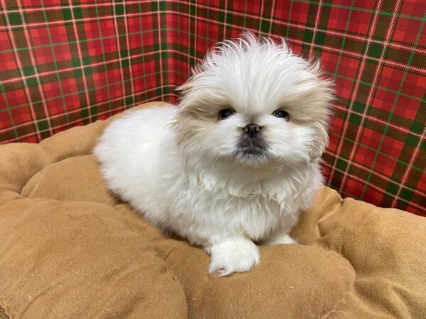 Pekingese DOG Female Cream 5465 Petland San Antonio, TX