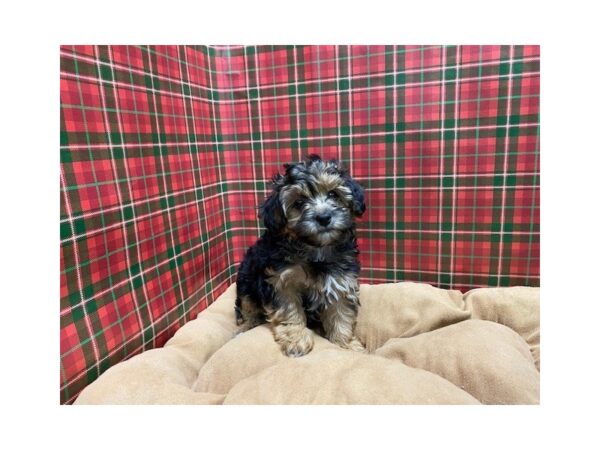 Yorkipoo DOG Female blk & tn 5489 Petland San Antonio, TX