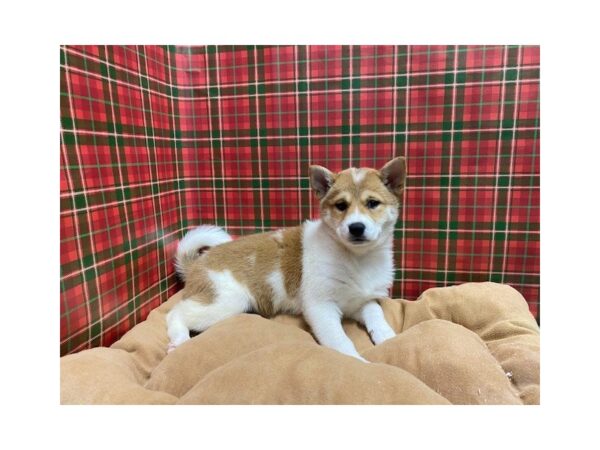 Shiba Inu-DOG-Female-rd sesme pnto-5490-Petland San Antonio, TX