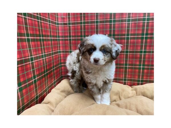 Australian Shepherd DOG Male choc merl, wh mkgs tn pts 5491 Petland San Antonio, TX