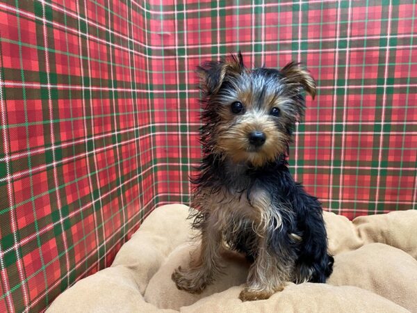 Yorkshire Terrier DOG Female Black and Tan 5445 Petland San Antonio, TX