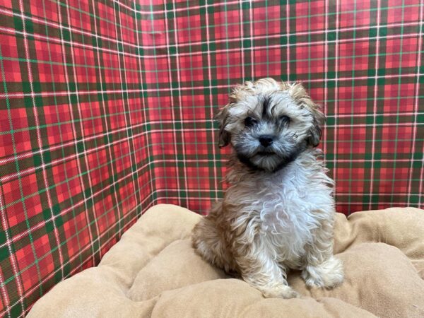 Shipoo DOG Male gld 5468 Petland San Antonio, TX