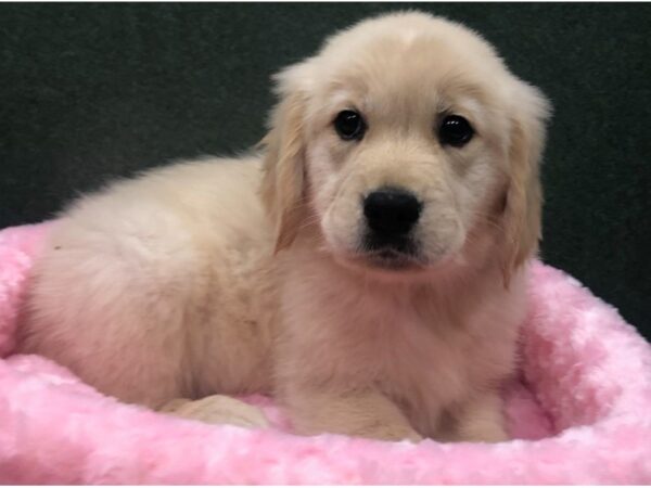 Golden Retriever DOG Female Golden 8630 Petland San Antonio, TX