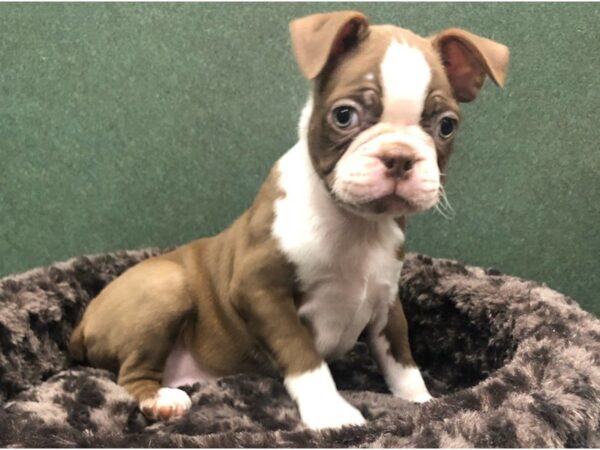 Boston Terrier DOG Male Chocolate & White 8628 Petland San Antonio, TX