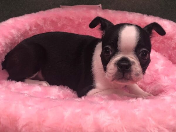 Boston Terrier DOG Female Black & White 8629 Petland San Antonio, TX