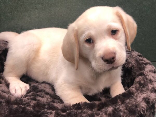 Labrador Retriever DOG Male Yellow 8627 Petland San Antonio, TX