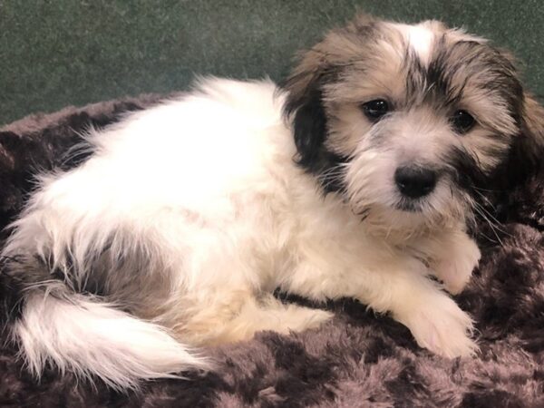 Coton De Tulear DOG Male White & Sable 8631 Petland San Antonio, TX