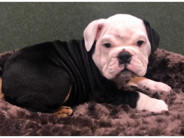 English Bulldog-DOG-Male-Black & Tan-8636-Petland San Antonio, TX