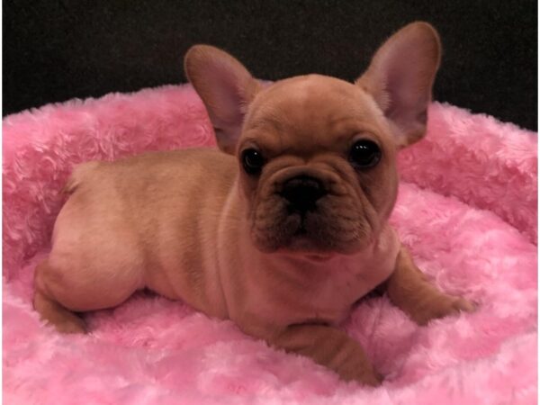 French Bulldog DOG Female Cream 8637 Petland San Antonio, TX