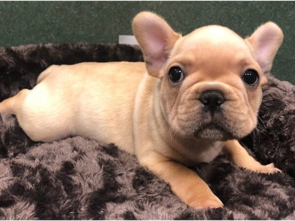 French Bulldog DOG Male Cream 8638 Petland San Antonio, TX