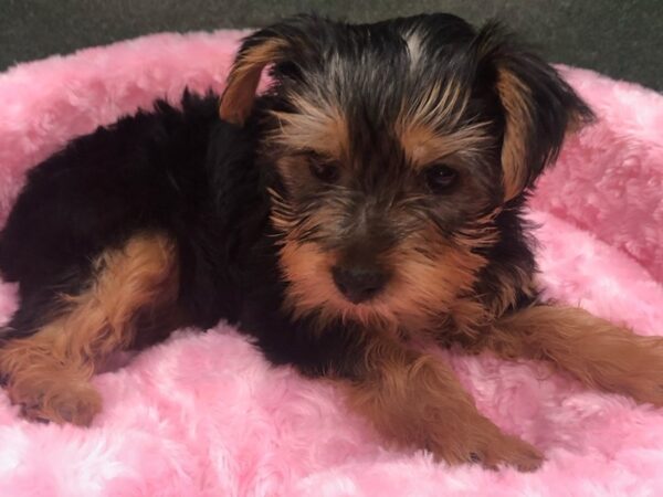 Yorkshire Terrier DOG Female Black & Tan 8639 Petland San Antonio, TX