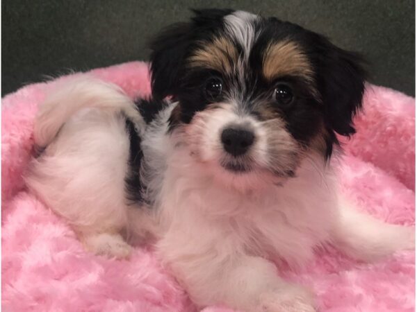 Papitese-DOG-Female-Tan Black & White-8640-Petland San Antonio, TX