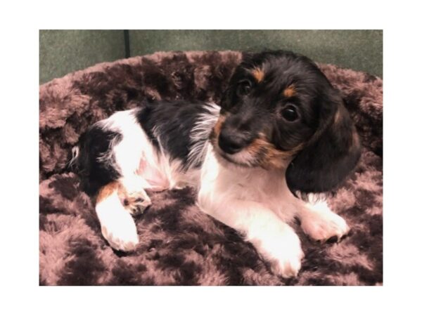 Dachshund-DOG-Male-Black & Tan Piebald-8641-Petland San Antonio, TX