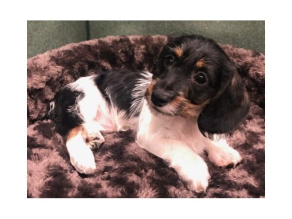 Dachshund DOG Male Black & Tan Piebald 8641 Petland San Antonio, TX