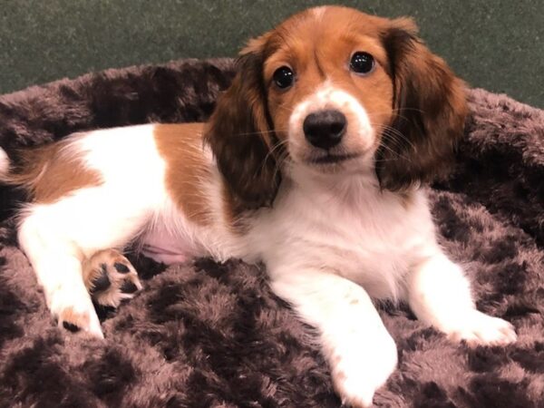 Dachshund DOG Male Red Piebald 8642 Petland San Antonio, TX