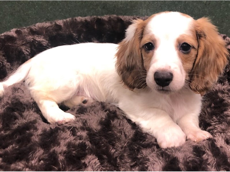 Dachshund Puppy Red Cream Piebald ID 8643 Located at Petland San