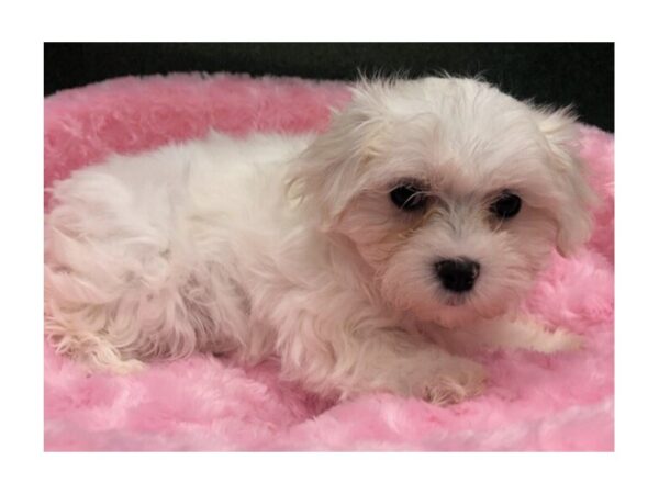 Maltese DOG Female White 8644 Petland San Antonio, TX