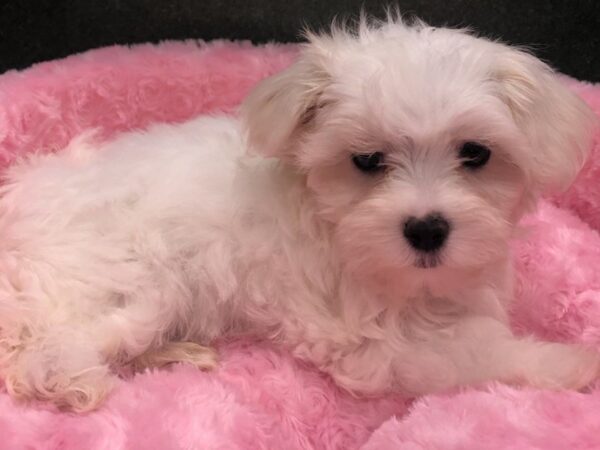 Maltese-DOG-Female-White-8645-Petland San Antonio, TX