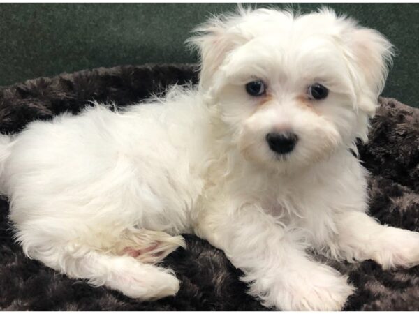 Maltese DOG Male White 8646 Petland San Antonio, TX