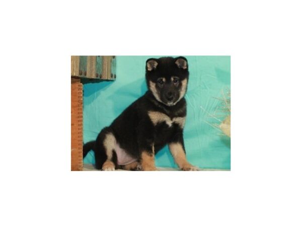 Shiba Inu-DOG-Female-Black & Tan-8632-Petland San Antonio, TX