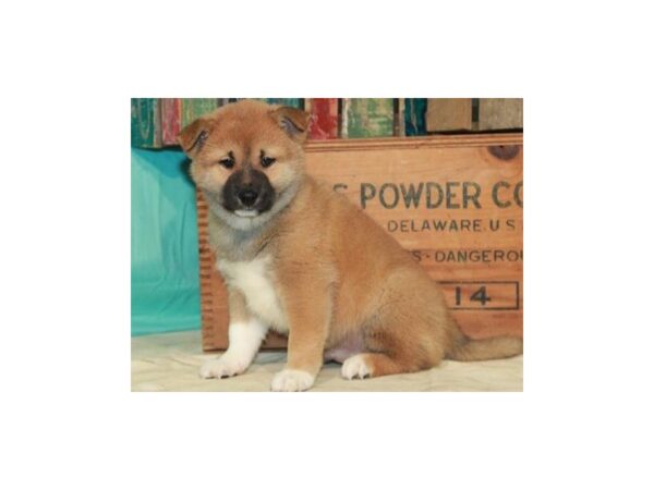 Shiba Inu-DOG-Male-Shiba Inu-8634-Petland San Antonio, TX