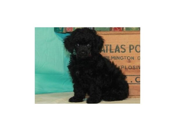 Miniature Poodle DOG Female Black & White 8633 Petland San Antonio, TX