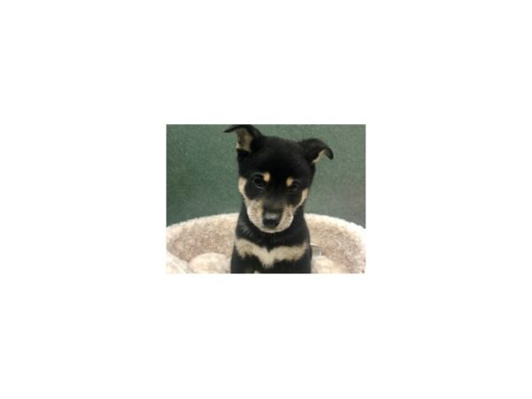 Shiba Inu-DOG-Male-Black & Tan-8612-Petland San Antonio, TX