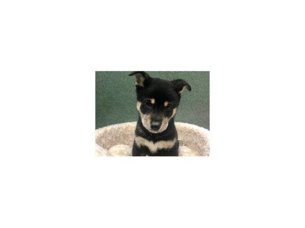 Shiba Inu DOG Male Black & Tan 8612 Petland San Antonio, TX