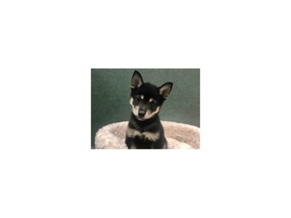 Shiba Inu DOG Male Black & Tan 8611 Petland San Antonio, TX