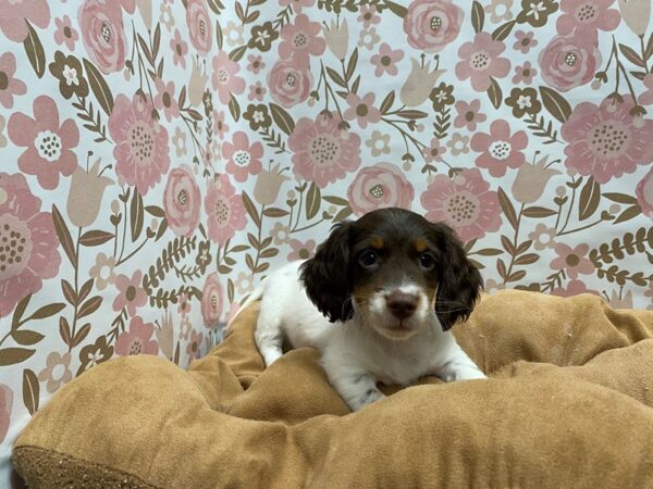 Dachshund-DOG-Male-chtl & tn pbld-5502-Petland San Antonio, TX